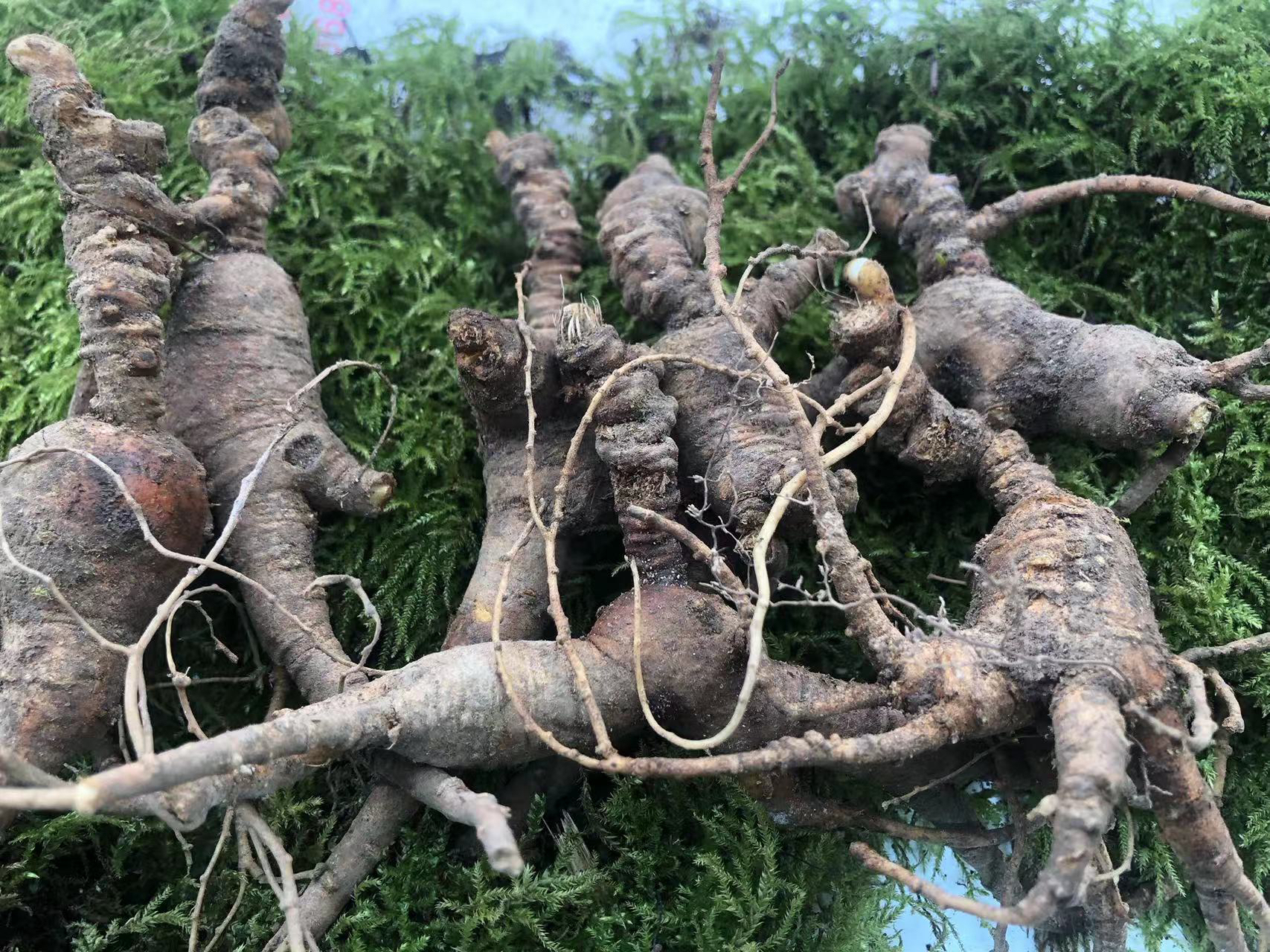 长白山林下参东北林下参老池底鲜参泡酒煲汤炖鸡经济实惠残枝锈参