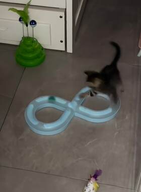 猫玩具转盘逗猫套装小猫