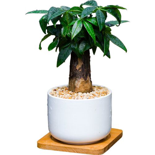 绿植室内净化空气小盆栽景价格 绿植室内净化空气小盆栽景图片 星期三 绿植室内净化空气小盆栽景价格 绿植室内净化空气小盆栽景图片 星期三