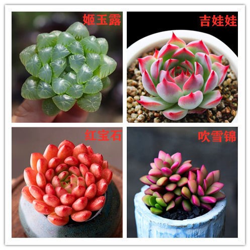 樱水晶玉露 玉露多肉 多肉植物室内精品花卉新手盆栽好养玉露