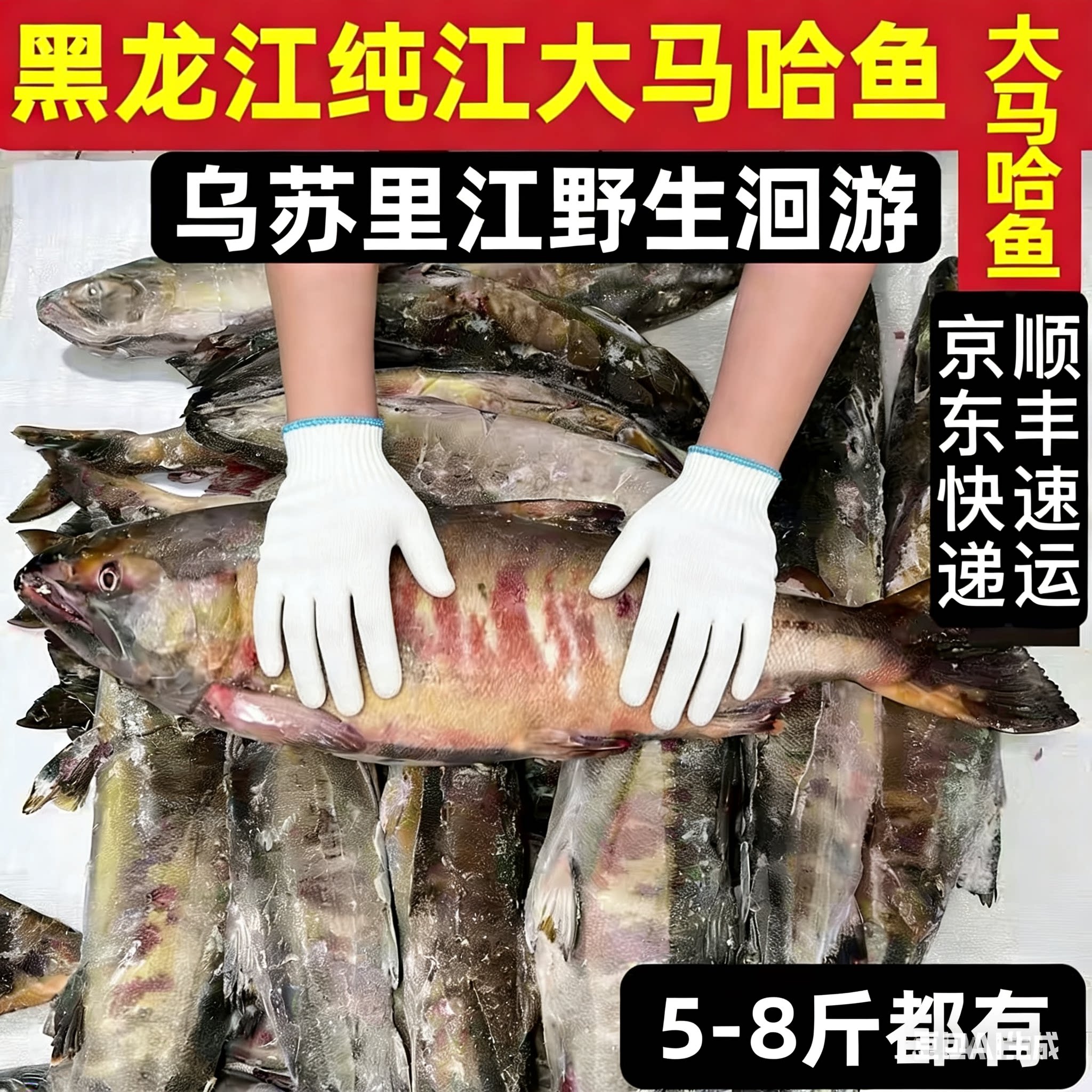 黑龙江抚远同江红花大马哈鱼整条无盐回游马哈鱼东北特产