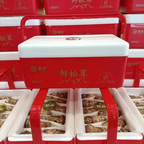 9-12厘米野生松茸新鲜东北长白山吉林延边延吉