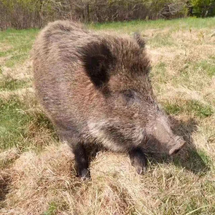 东北真跑山野猪,黑猪,肘子,大腿排骨,放养不定地点,顶端猪肉