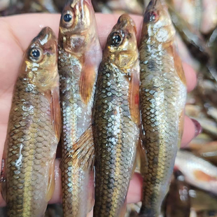 25年第一网东北江冷水杂鱼穿钉子鲜活速冻冷水鱼顺丰包邮