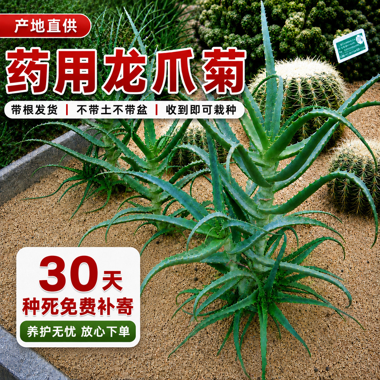 药用龙爪菊木立芦荟盆栽可食用
