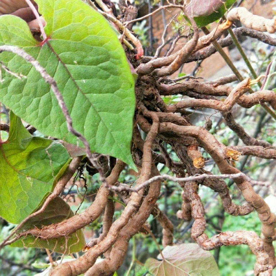 贵州特产野生毛血藤新鲜中草药胖血藤飞蛾藤白花藤 包邮500g
