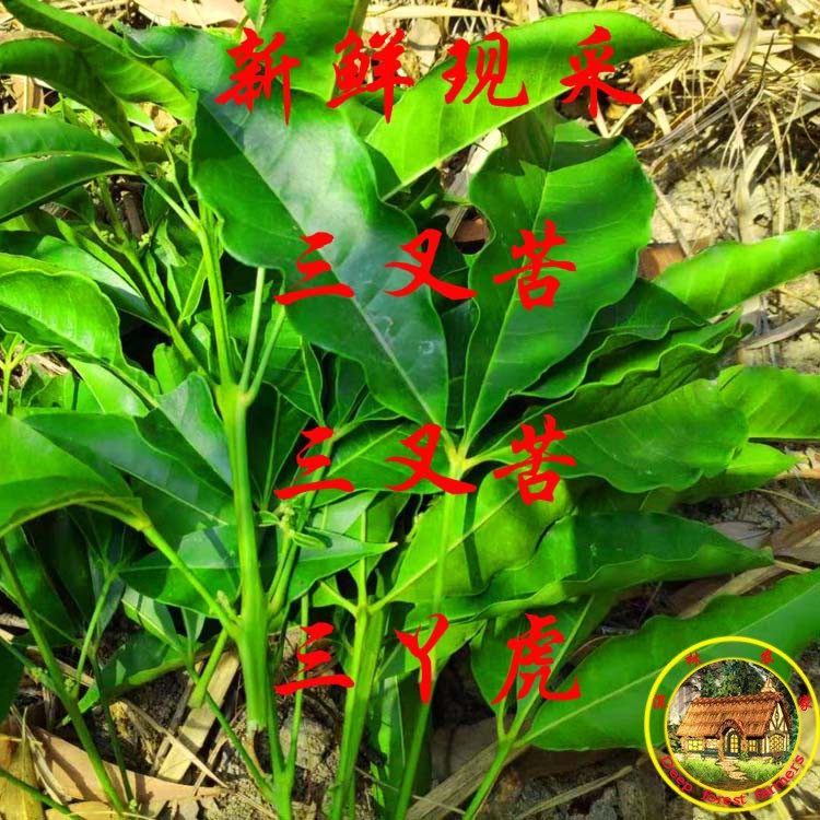 新鲜三叉苦 三桠苦中草药三丫苦三岔叶三丫虎现采枝叶500包邮