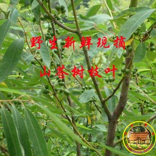 新鲜山苍子叶山鸡椒山苍树叶木香子木姜子现采枝叶500克包邮
