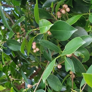 新鲜现采 小叶榕枝叶 榕树枝叶 榕树叶