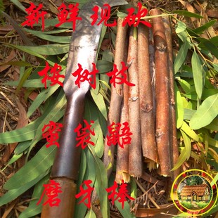 桉树叶蜜袋鼯蜜袋鼬磨牙消毒除臭垫材用品桉树枝小蜜喜欢的玩具