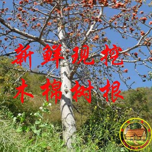 新鲜现挖棉花根木棉根 中药材木棉树根 红木棉花树根500克包邮