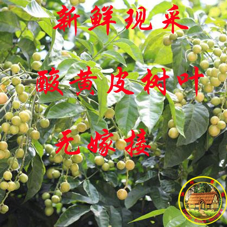 新鲜现摘 黄皮叶 调味料 酸黄皮树叶 中药材 香料促销500克包邮