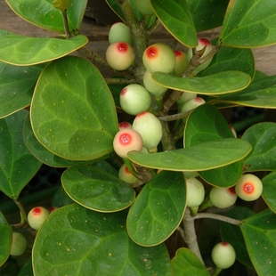 常青室内办公室花卉绿植植物好养净化空气 小盼菩提盆栽带果四季