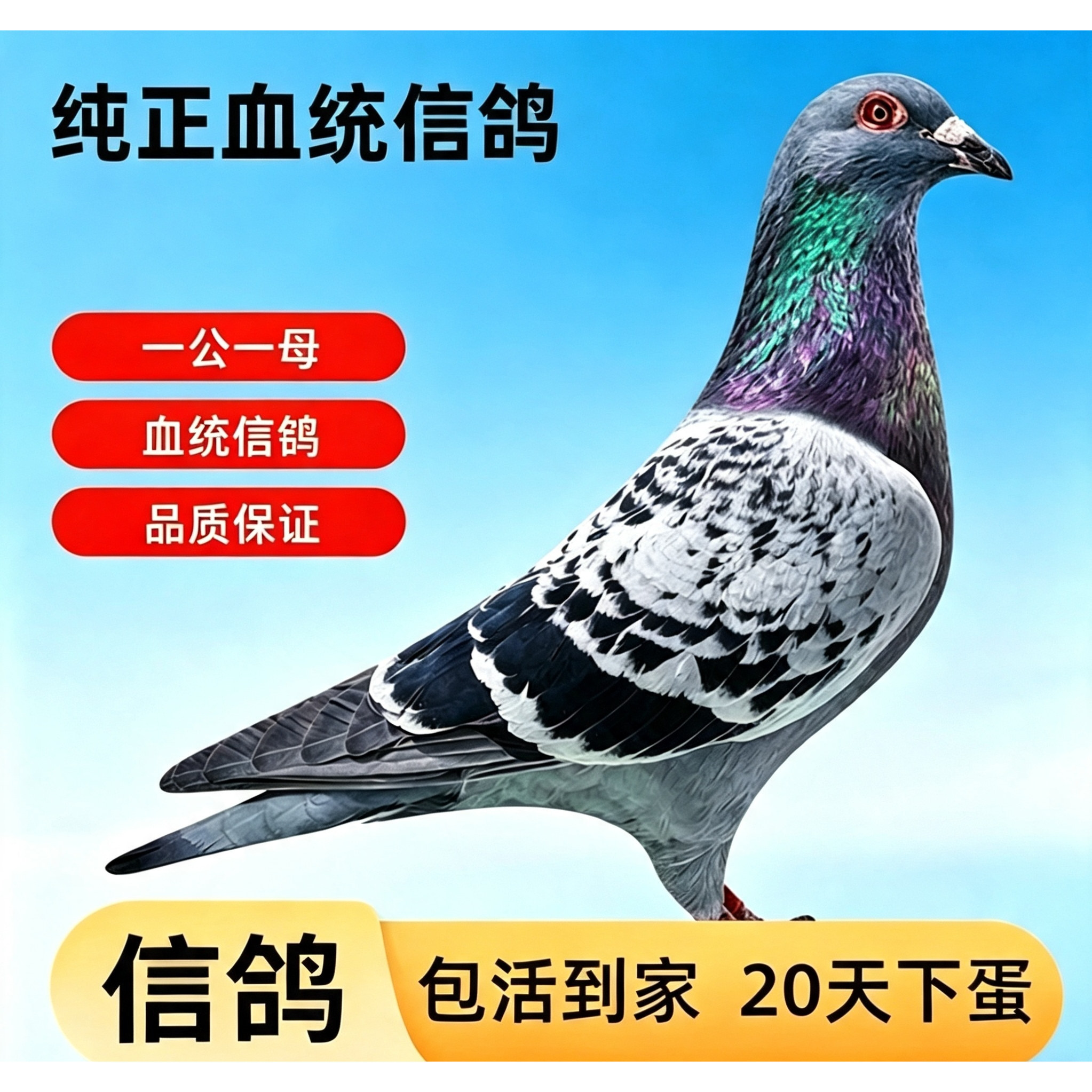 活体信鸽一对公棚赛鸽血统