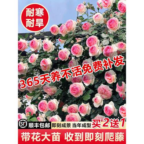 1米8高大苗蔷薇花苗藤本月季特大花爬墙庭院别墅爬藤植物花卉盆栽