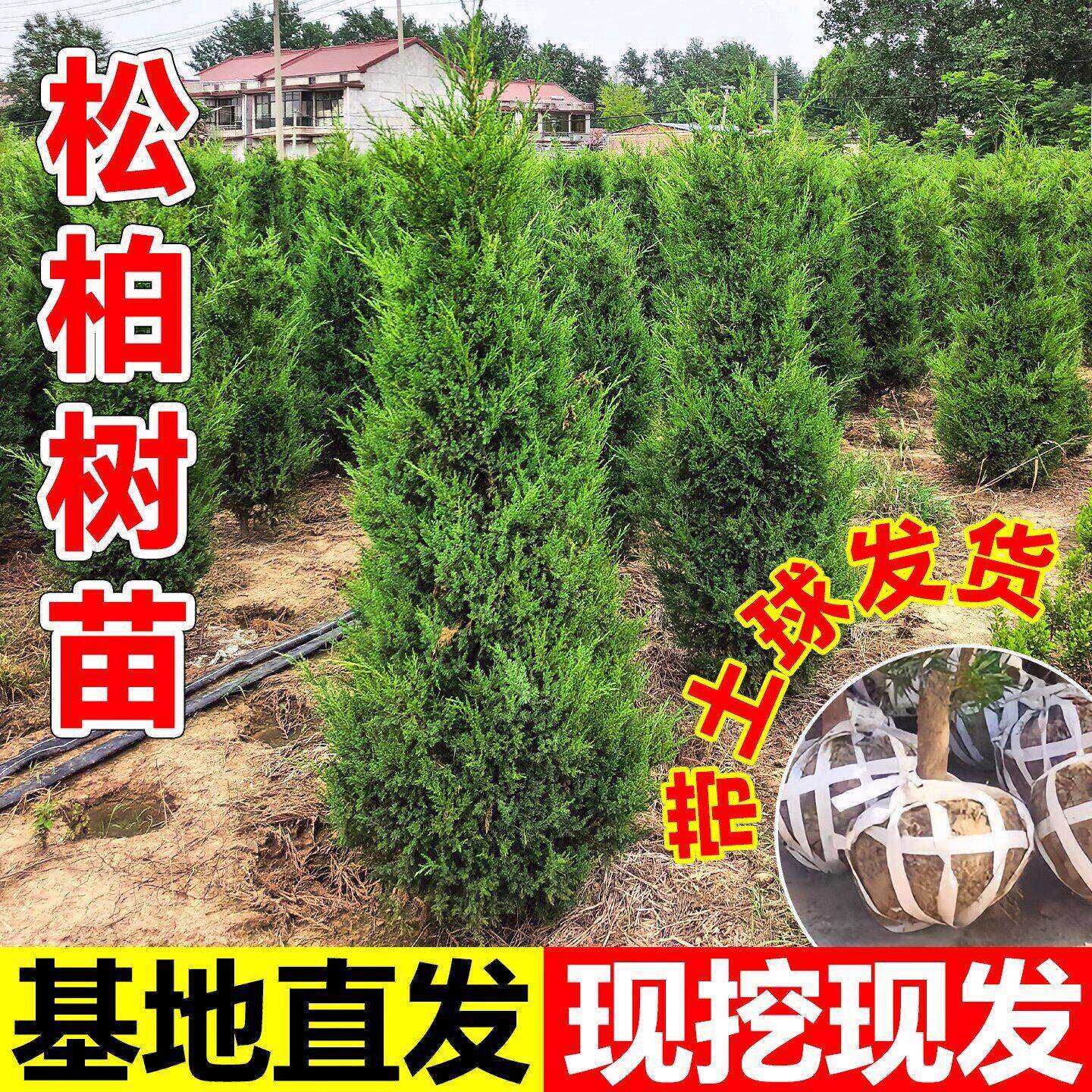 桧柏树树苗塔柏侧龙柏庭院行道风景大树园林工程绿化乔木四季常青