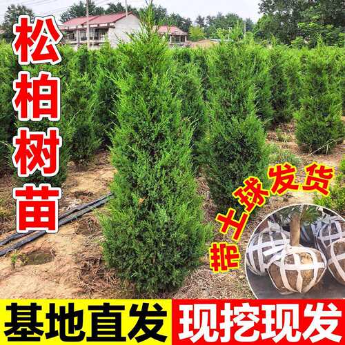 桧柏树树苗塔柏侧龙柏庭院行道风景大树园林工程绿化乔木四季常青