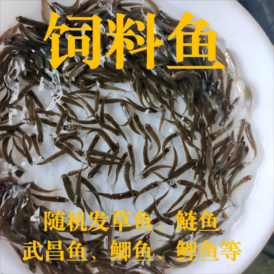 活饲料小鱼活饵料鱼苗鳜鱼喂鲈鱼乌龟捕食性鱼类淡水小鱼苗原生鱼