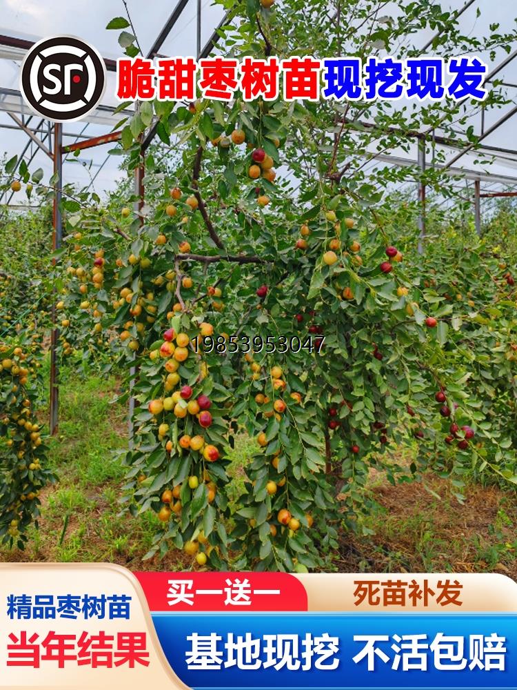 枣树活苗沾化冬枣青枣树苗南方北方种植庭院地栽果树果苗当年结果