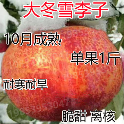 冬雪李子新品种脱骨落叶当年结果