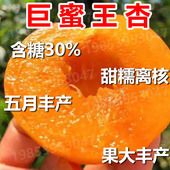 嫁接杏树苗特大早熟杏子苗巨蜜王南方北方种植盆栽地栽果树苗