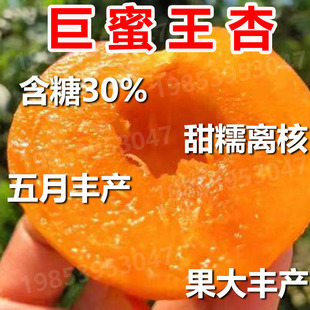 嫁接杏树苗特大早熟杏子苗巨蜜王南方北方种植盆栽地栽果树苗