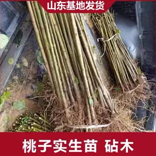 桃树砧木苗未嫁接桃树苗毛桃苗拆迁占地苗原生苗实生苗毛苗占木苗