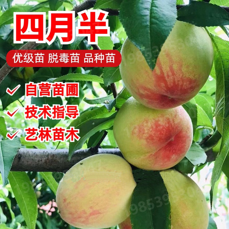 极早熟嫁接桃树苗四月半