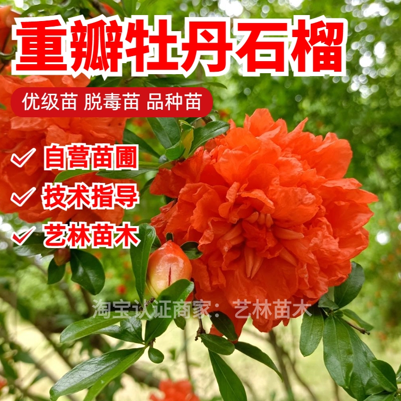 牡丹石榴树苗盆栽小老桩