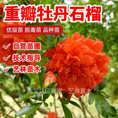 牡丹石榴树苗盆栽小老桩