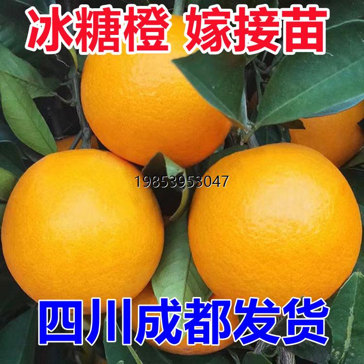 麻阳冰糖橙甜橙苗树苗嫁接果树南方种植柑橘水果树盆地栽当年结果