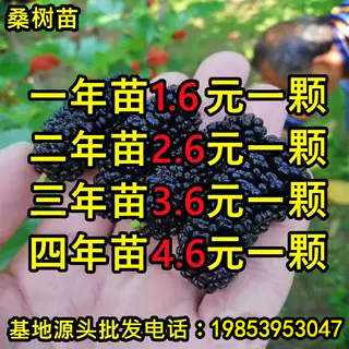 正宗桑葚树苗嫁接大叶盆