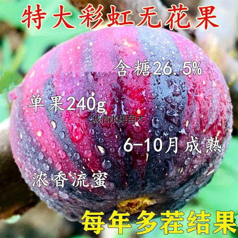 新品种无花果波姬红耐寒落叶好活