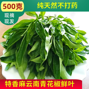 云南昭通新鲜花椒叶子 中嫩叶 特麻清香包邮深山麻椒叶压饼嫩芽酱