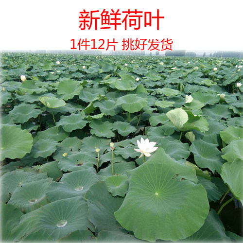 上市了1件12片新鲜荷叶藕叶绿色当天采当天发包鸡煮粥