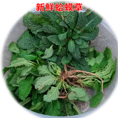野生蛤蟆草野生蛤蟆草新鲜赖谷棵子2026年新货江苏农家有干货