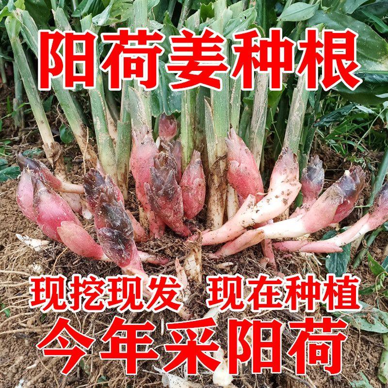 阳荷茗荷洋荷姜藿山姜野生姜莲花姜 洋河姜阳荷根洋荷姜