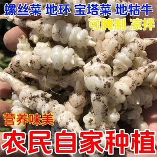 新鲜现挖宝塔菜可吃可种螺丝菜地环甘露菜玉环葫芦牯牛地梨地溜子