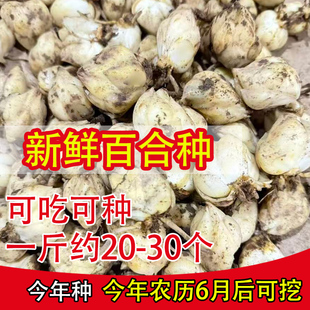 新鲜大个食用百合种子种球花种苗非香水百合可吃可种食用菜百合