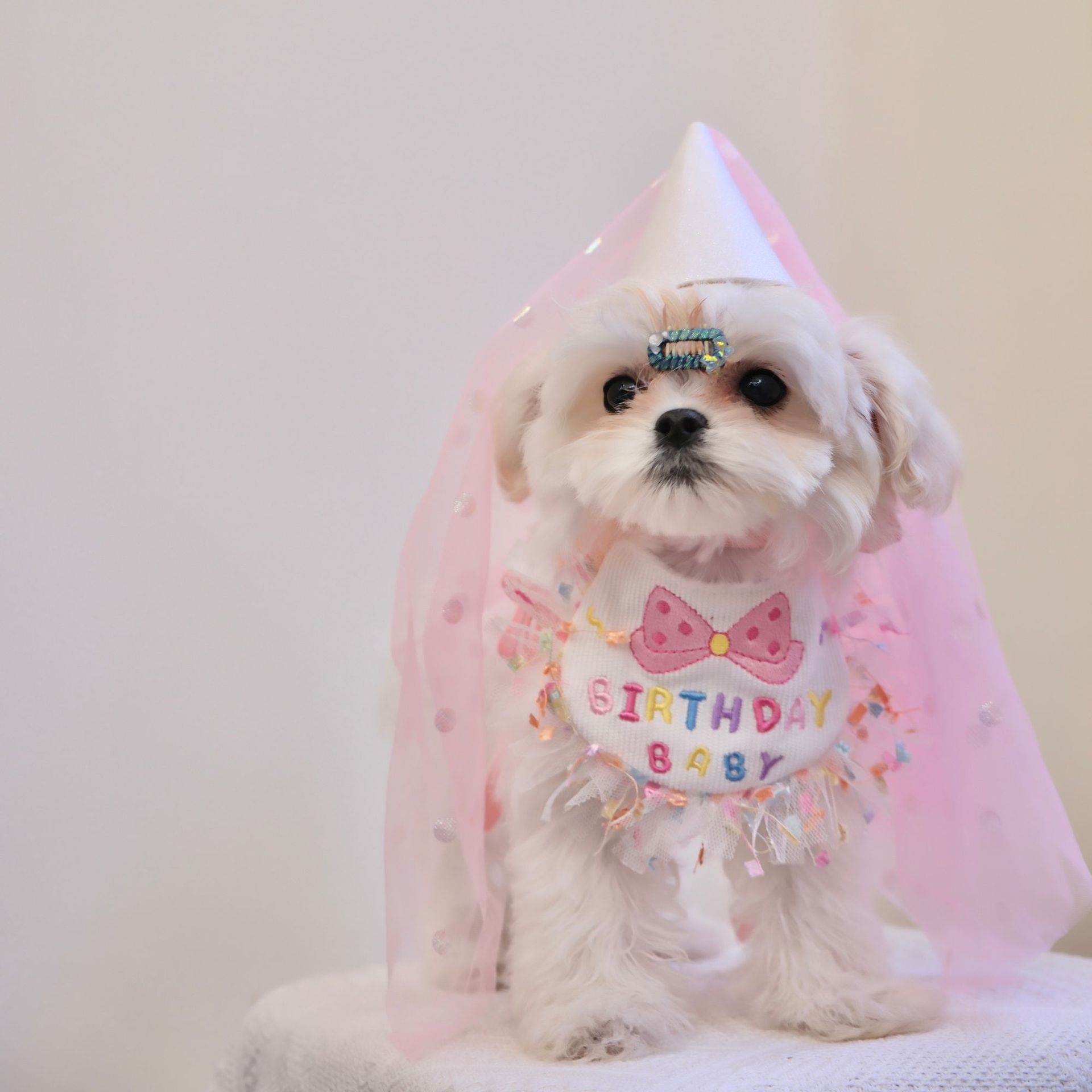 狗狗生日帽子蝴蝶結韓國貓咪圍兜