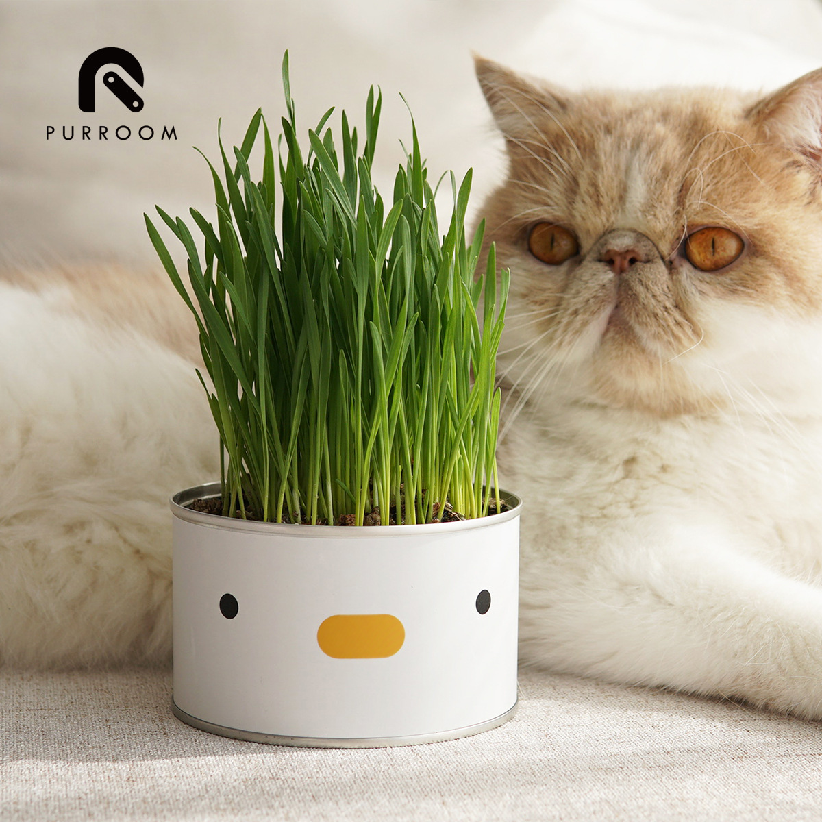 小鸡猫草罐头PURROOM去毛球