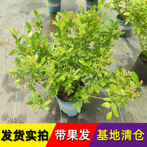 蓝莓特大果树苗15天果成熟