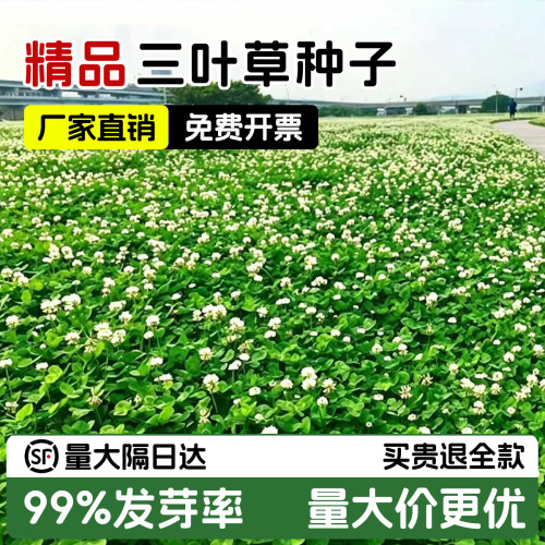 三叶草籽种子不活包赔量大优惠