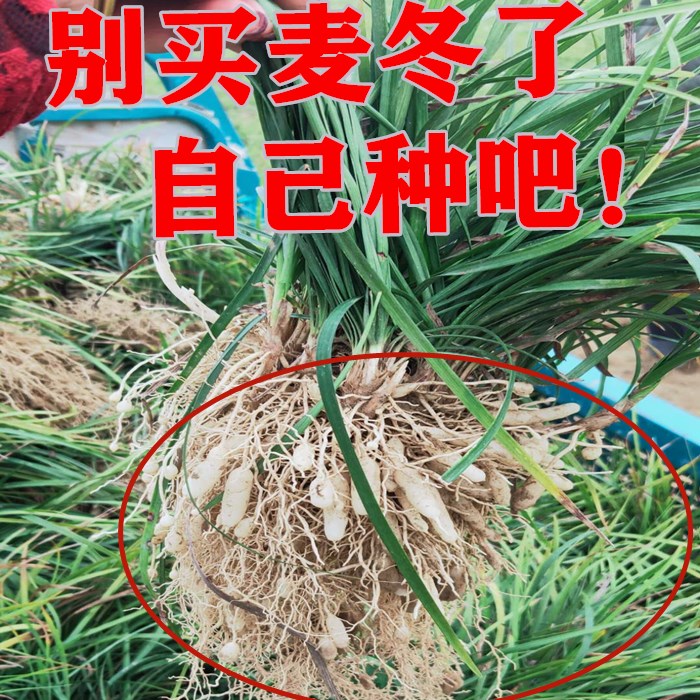 天然野生麦冬苗药用麦冬苗块根中药麦冬苗食用庭院植物绿化工程苗-封面