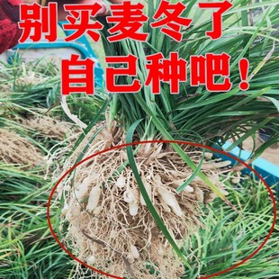 天然野生麦冬苗药用麦冬苗块根中药麦冬苗食用庭院植物绿化工程苗