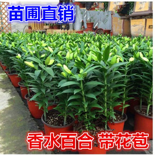 香水百合花 可食用百合花 香水百合花苗盆栽带花苞