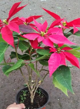 一品红四季开花不断吸甲醛植物