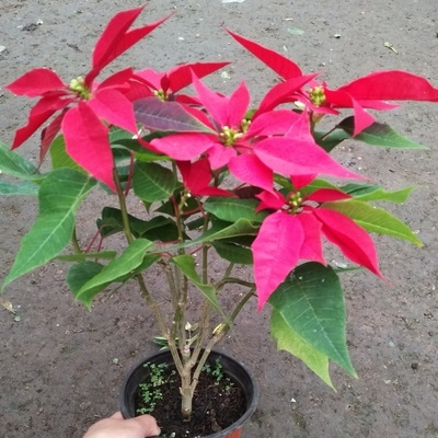 一品红四季开花不断吸甲醛植物