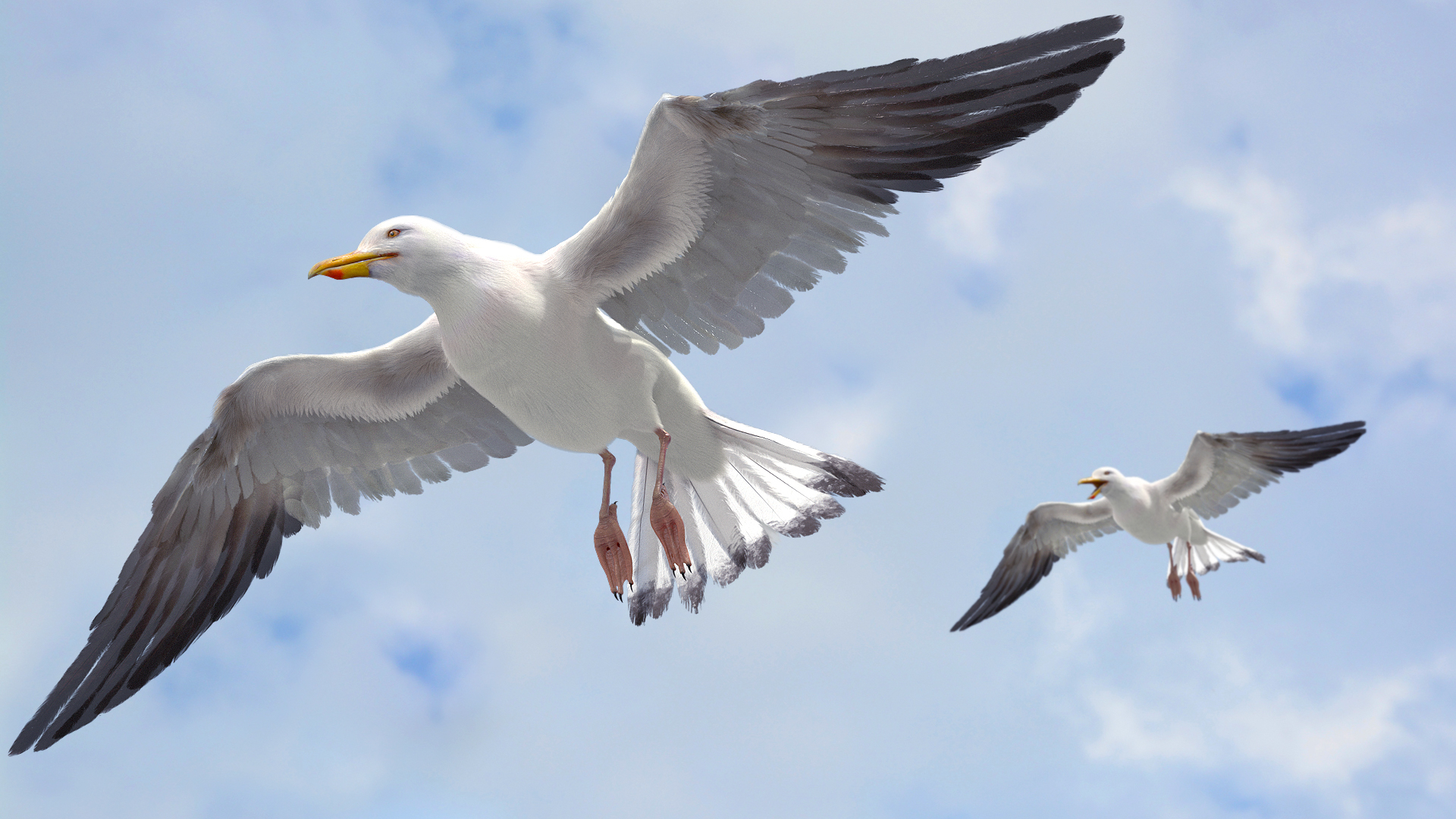Turbosquid Seagull Fur Anatomy 3D model 海鸥高质量影视CG模型