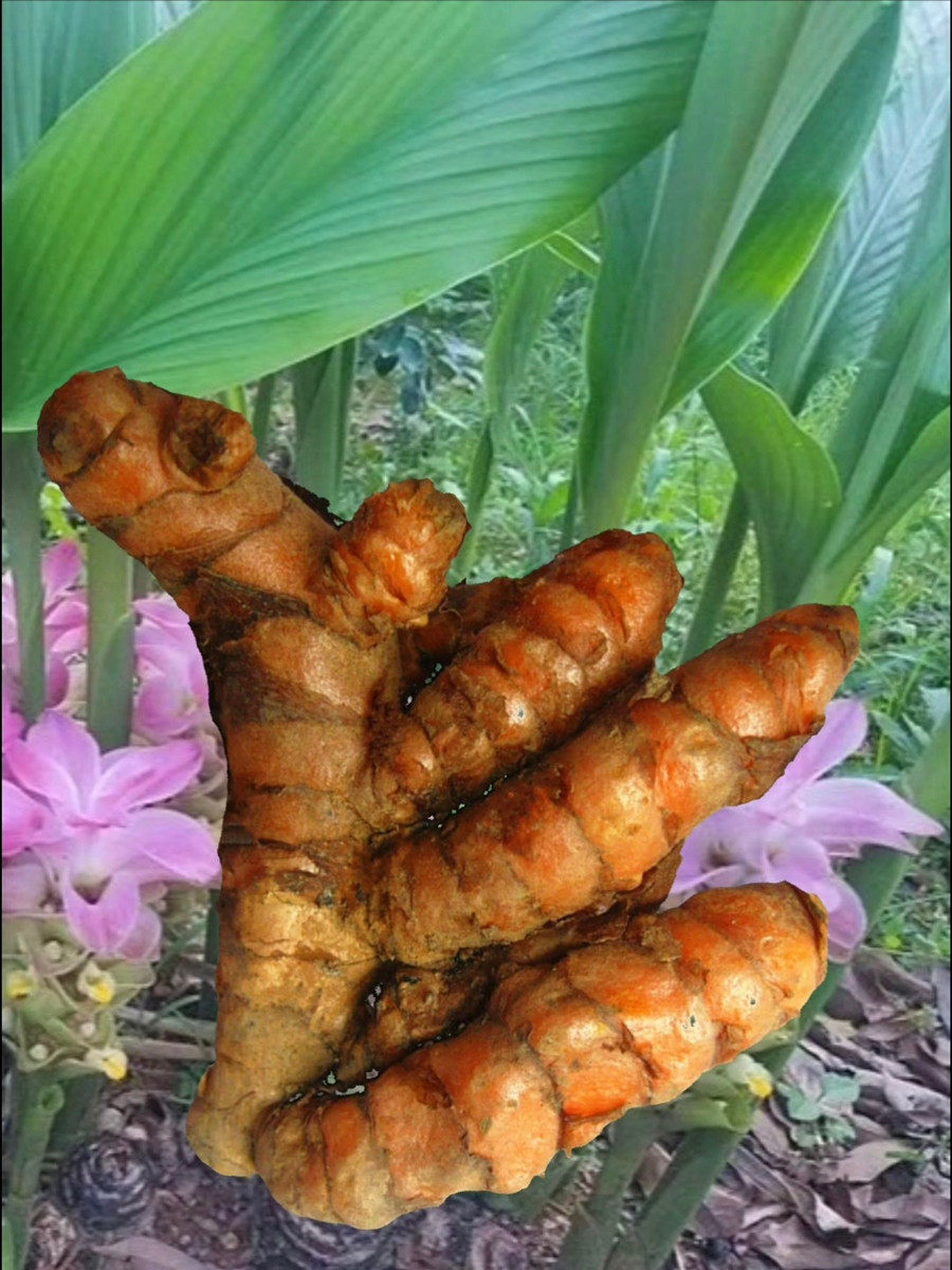 四川乡野农家正宗小黄姜红姜产后调节姜黄新鲜岩姜药用郁金咖喱粉